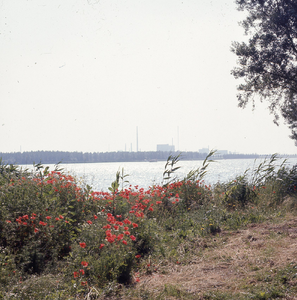 DIA_GF_1293 Klaprozen langs het Blankenburgse Rak, een deel van de vroegere Brielse Maas; 4 juli 1977