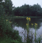 DIA_GF_1354 De Tenellaplas met heelblaadjes; 6 juni 1978