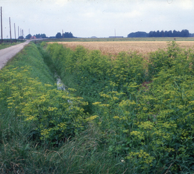 DIA_GF_1362 In de polder van Zuidland; 7 augustus 1978