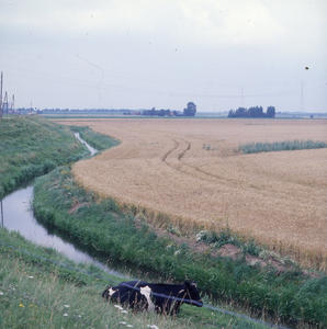 DIA_GF_1368 De polder Oude Uitslag, gezien vanaf de Gaddijk en Toldijk; 7 augustus 1978