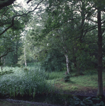 DIA_GF_1377 Een plas in de omgeving van het Quackjeswater; 11 juli 1979