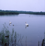 DIA_GF_1382 Zwanen op de plas. De situatie is hier inmiddels veranderd door de aanleg van een uitkijkpost; 11 juli 1979