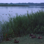 DIA_GF_1383 Bij de bomen in de verte is een reigerkolonie; 11 juli 1979