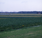 DIA_GF_1387 Het landschap tussen Brielle en Oostvoorne vanaf het fietspad van de Brielse Maasroute; 1 augustus 1979