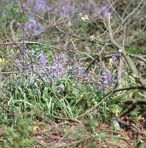 DIA_GF_1405 Wilde hyacinten in de ruigte voor het huis dat langs het Kreekpad staat dichtbij het zijpad naar ...