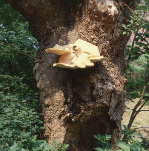 DIA_GF_1408 Er groeien zwammen op de boom voor het raadhuis van Geervliet; 6 juni 1980