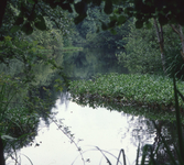 DIA_GF_1412 Langs de noordwestelijke oever van het Quackjeswater; 17 juli 1980