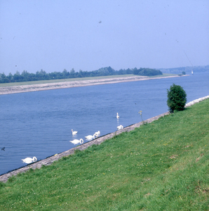 DIA_GF_1416 Zwanen in het Hartelkanaal; 25 juli 1980