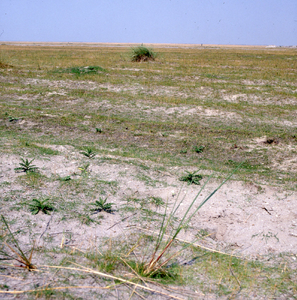 DIA_GF_1421 De Maasvlakte is inderdaad een vlakte; 25 juli 1980