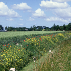 DIA_GF_1458 Langs de Middelweg. Na het graafwerk bij de landinrichting was de bermflora gedurende enige jaren zeer ...