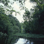 DIA_GF_1459 Het Quackjeswater vanaf de picknickplaats; 14 juni 1982