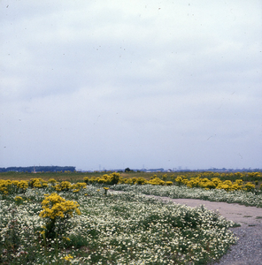DIA_GF_1471 Wilde flora langs de Noordzeeweg; 21 juli 1982