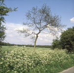 DIA_GF_1479 Lente in Rockanje! Fluitekruid langs de Noorddijk; 18 mei 1983