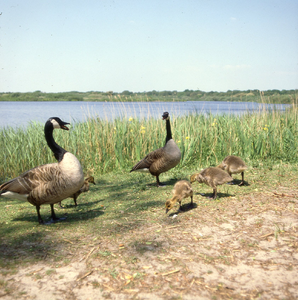 DIA_GF_1483 Canadese ganzen met jongen langs het Quackjeswater; 6 juni 1983