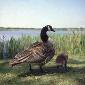 DIA_GF_1484 Canadese ganzen met jongen langs het Quackjeswater; 6 juni 1983