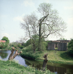 DIA_GF_1498 De burcht van Oostvoorne, ook wel Jacobaburcht, met 'kopbomen'; 18 mei 1984