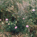 DIA_GF_1504 Knautia langs de Oostdijkse weg; 10 juli 1984