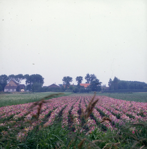 DIA_GF_1505 Veld vlasleeuwebekken (voor zaadwinning) met in de verte de Oostdijkse Weg; 10 juli 1984