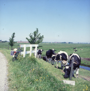 DIA_GF_1554 Nieuwsgierige koeien langs de Katerwaalse Dijk nabij de Katerwaal; 13 juni 1986