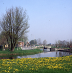 DIA_GF_1566 Dotterbloemen bij de kruising van het Gaagpad met de Zuidgaag in Maasland; 23 april 1987