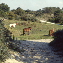 DIA_GF_1584 Paarden bij de Sipkesslag; 25 september 1989