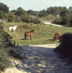 DIA_GF_1585 Paarden bij de Sipkesslag; 25 september 1989