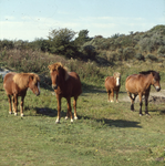DIA_GF_1586 Paarden bij de Sipkesslag; 25 september 1989