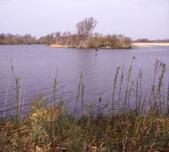 DIA_GF_1591 Het eilandje met aalscholvers in het Brede Water; 2 april 1990