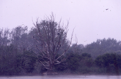 DIA_GF_1597 Het aalscholvereilandje. De boom, wit geworden door de uitwerpselen van de aalscholvers; 7 mei 1990