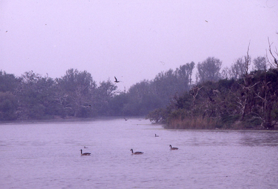 DIA_GF_1599 Het aalscholvereilandje. Andere watervogels in het Brede Water; 7 mei 1990