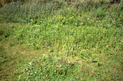 DIA_GF_1609 Aan het einde van het Kreekpad ligt een afgegraven duinterrein, waar veel wilde planten groeien; 23 augustus 1991