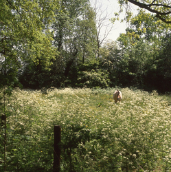 DIA_GF_1613 Paard in het fluitekruid langs de van Itersonlaan ; 19 mei 1992