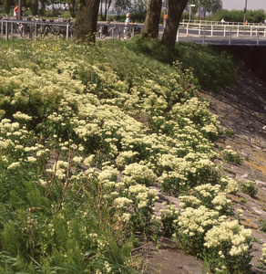 DIA_GF_1614 Scheefkelkjes langs de oever van het Scheur nabij de aanlegsteiger van de pont op Rozenburg; 19 mei 1992