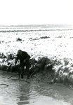 AB_HAASDIJK_026 Aanleggen van drainage in een akker langs de Haasdijk; ca. 1977