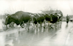 AB_WATERSNOODRAMP_028 Door het water verdreven koeien; 2 februari 1953
