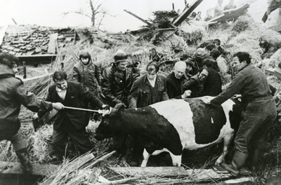 BR_ANNAHOEVESTRAAT_016 Het redden van koeien uit de tijdens een storm ingestorte schuur; 2 april 1973