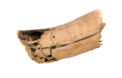 BR_DERIK_WATERSCHAP_109 Gedeelte van een slagtand van een wolharige mammoet (Mammuthus primigenius), die aangetroffen ...
