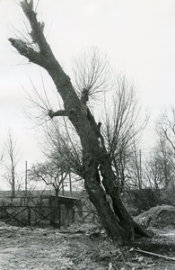 BR_JANDEKLERKSTRAAT_006 Enorme vermolmde knotwilg in de tuin van J. Lankhorst; mei 1961