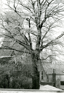 BR_KAATSBAAN_006 Een grote boom in wintertooi, met op de achtergrond het silhouet van de Catharijnekerk; 1978