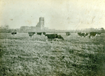 BR_KOOLHOEKWEG_001 Kijkje op de Brielle en de St. Catharijnekerk. Op de voorgrond weiland met koeien; 1922
