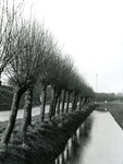 BR_OOSTERLANDSEDIJK_005 Een rij knotwilgen langs de Oosterlandsedijk; maart 1974