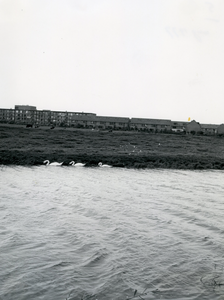 BR_SPUI_007 Kijkje op het Spui met enkele zwanen. Op de achtergrond Service Wooncentrum Voorne; Augustus 1977