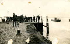 BR_VEERWEG_035 Met koeien bij het aanlegsteiger bij de veerboot tussen Brielle en Rozenburg; ca. 1920