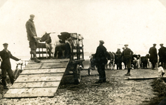 BR_VEERWEG_036 Met koeien bij het aanlegsteiger bij de veerboot tussen Brielle en Rozenburg; ca. 1920