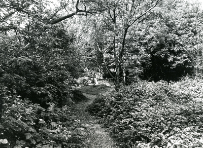 BR_VOORSTRAAT_450 De tuin achter de Jacobskerk voor de restauratie; ca. 1975