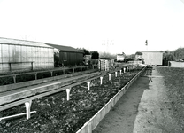 BR_ZUURLANDSEWEG_001 Kijkje op de gemeentelijke kwekerij van Brielle; December 1993