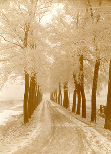 BR_ZWARTEWEGJE_001 Het Zwartewegje omzoomt door bomen; ca. 1910