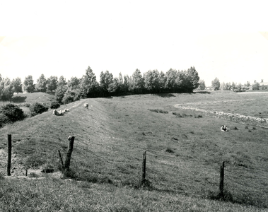 BR_ZWARTEWEGJE_002 Kijkje op de Veckhoeksemaasdijk vanaf het Zwartewegje: schapen en koeien in de wei; ca. 1970