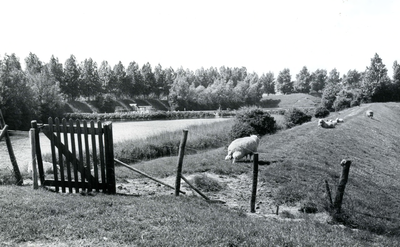 BR_ZWARTEWEGJE_003 Kijkje op de Veckhoeksemaasdijk vanaf het Zwartewegje: schapen in de wei. Op de achtergrond het ...