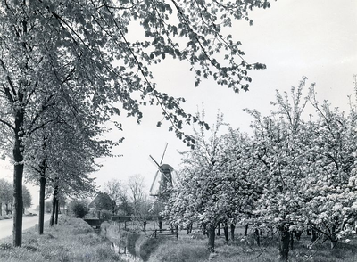 GV_SPUIKADE_02 De molen van Geervliet, gezien vanaf de Groene Kruisweg. Een boomgaard staat in bloei; 19 april 1961